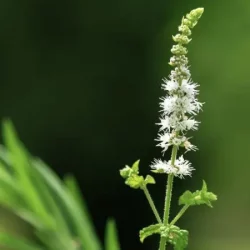 Baneberry root