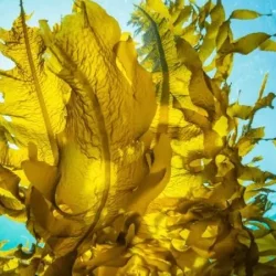 Laminaria japonica